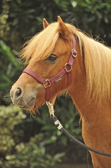 Bridon Mini-Shetty Avec Strass - Taille S, Noir - Pour Poney, Confortable Et élégant