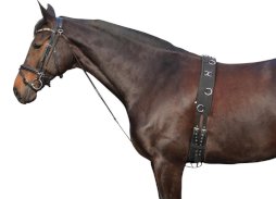 Czambon York, czarny