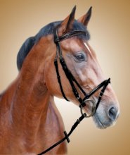 Tranzelka York Pink Beauty, Pony