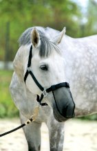 Maska na nos York przeciwko owadom, czarny