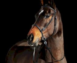 Ogłowie bezwędzidłowe Horze, czarne