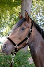 Kantar -Stars- miękko podszyty, ciemno brązowy