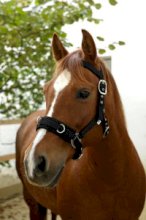 Kawecan do pracy z ziemii