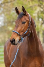 Kantar Cordano Deluxe Covaliero 2026, smoked blue