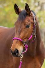 Kantar Cordano Deluxe Covaliero 2026, light berry