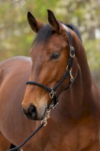 Kantar Cordano Deluxe Covaliero 2026, czarny