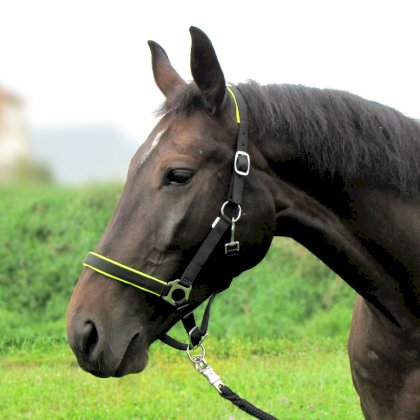 Kantar podszywany Neo, czarny/limonka