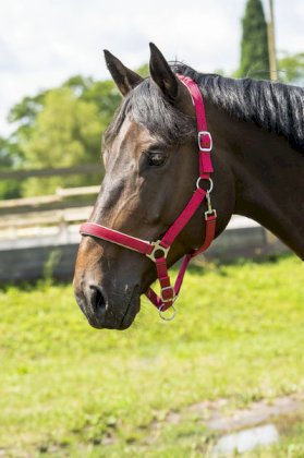 Kantar podszywany Neo, czerwony