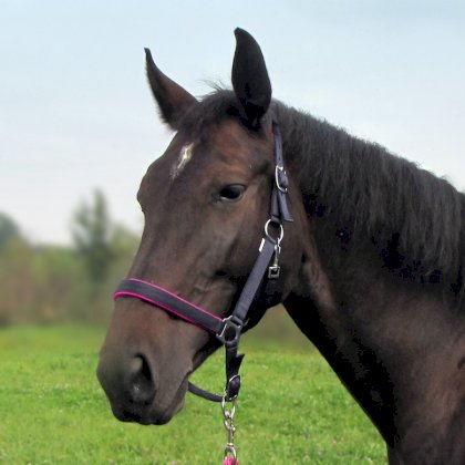 Kantar podszywany Neo, granatowy/magnolia