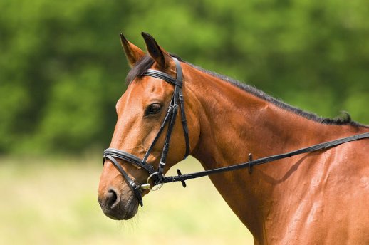 ogłowie skórzane Pony z wodzami