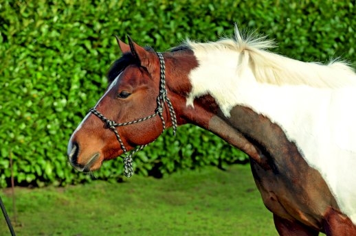 Kantar sznurkowy HKM Western, czarny/ciemny róż, 13989139
