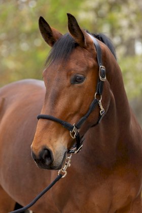 Kantar Cordano Deluxe Covaliero 2026, czarny Kantar Cordano Deluxe Covaliero 2026, czarny