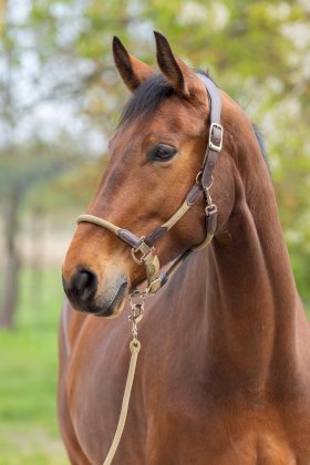 Kantar Cordano Deluxe Covaliero 2026, walnut