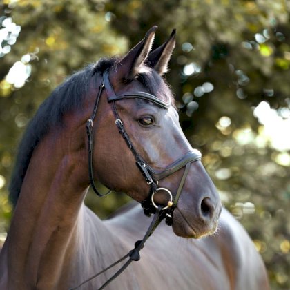 Ogłowie anatomiczne Kavalkade Cajus z nachrapnikiem kombinowanym, czarne