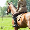Czaprak ujeżdżeniowy Horze Spirit, brązowy