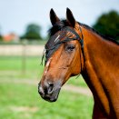 Frędzle przeciw muchom