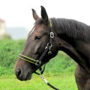 Kantar podszywany Neo, czarny/limonka