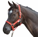 Kantar podszywany Stars, czerwony