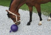 koń bawi się piłką dla koni