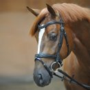 Ogłowie Kavalkade Estella, czarne