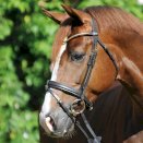 Ogłowie Kavalkade Clinchesse, brązowe