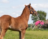 Zabawka dla konia QHP, różowy jednorożec