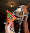 Smakołyk w kształcie pizzy dla konia
