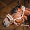 Kantar futerkowy HorseEnjoy Pearl, rosegold