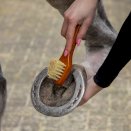 Zestaw szczotek do pielęgancji konia, QHP Royal Brown