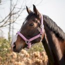 Kantar dla konia QHP Lyvia różowy