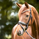 Naczółek skórzany Kavalkade Princess, czarny/białe kryształki