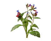 EQUIHERBS miodunka 1kg - na układ oddechowy koni