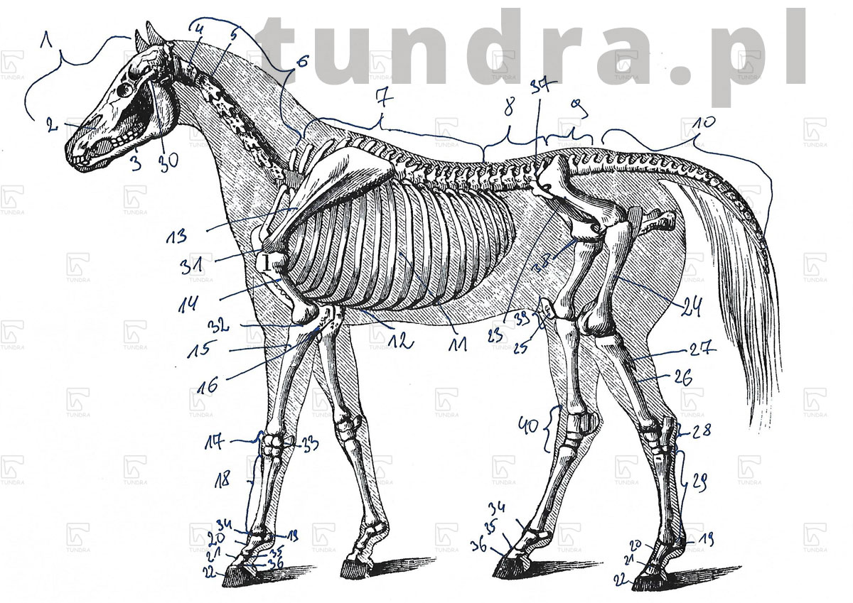 szkielet konia - nazwy poszczególnych kości szkieletu konia